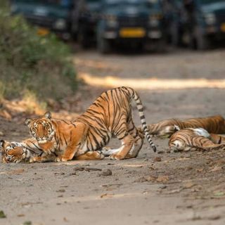 Jim Corbett profile picture